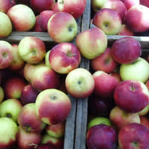 apples-organic-mdn