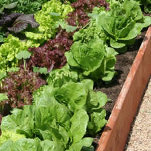 organic-lettuces-mdn