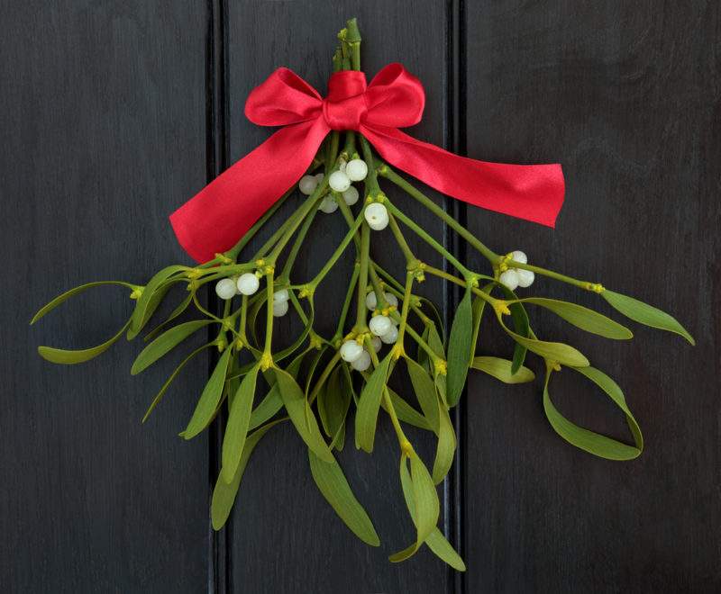 Blow A Kiss To These Mistletoe Health Benefits —
